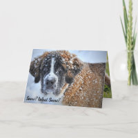 Le printemps arrive St. Bernard Cute Bunny