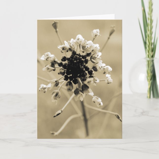 Carte Le sac de berger à Sepia (Devant)