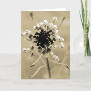 Carte Le sac de berger à Sepia