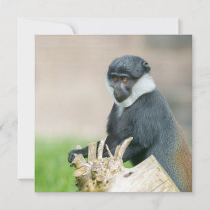 Carte Le singe de l'Hoest sur une perche en bois