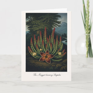 Carte Le Stapelia porteur de vers — Rei botanique modern