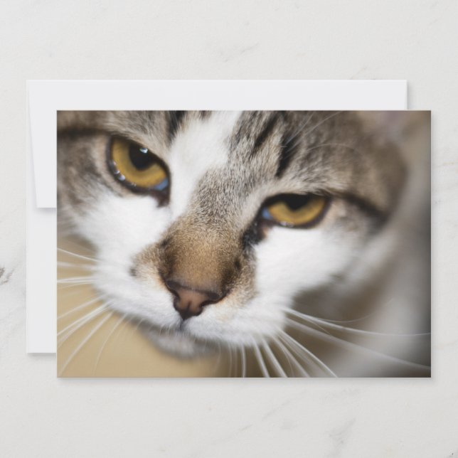 Carte Le visage de Chat (Devant)