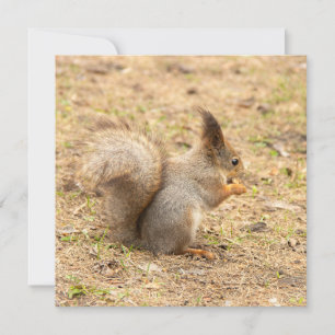 Carte L'écureuil mignon mange une photo de noix