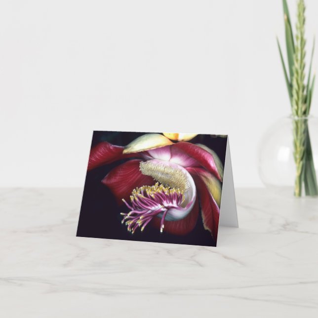 Carte LECYTHIDACEAE : Couroupita guianensis (Devant)