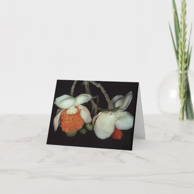 Carte LECYTHIDACEAE : Lecythis persistera (Devant)