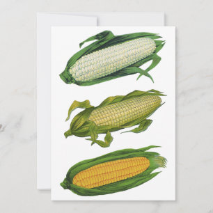 Carte Légumes sains de nourriture vintage, maïs frais su