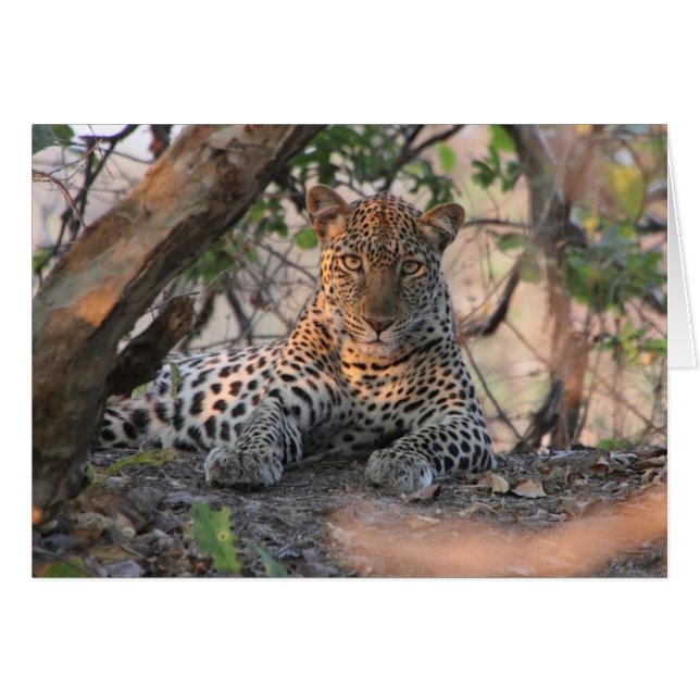 Carte Leopard (Devant horizontal)