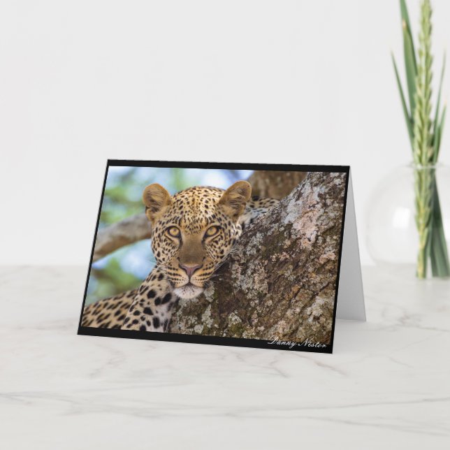Carte Leopard Stare (Devant)