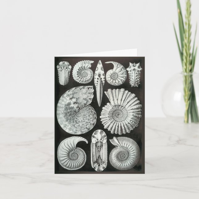 Carte Les ammonites d'Ernst Haeckel (Devant)