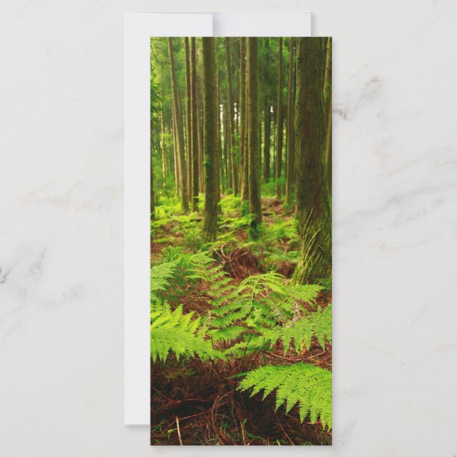 Carte Les fougères dans la forêt (Devant)