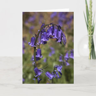 Carte Les jacinthes des bois cardent par le cARTerART