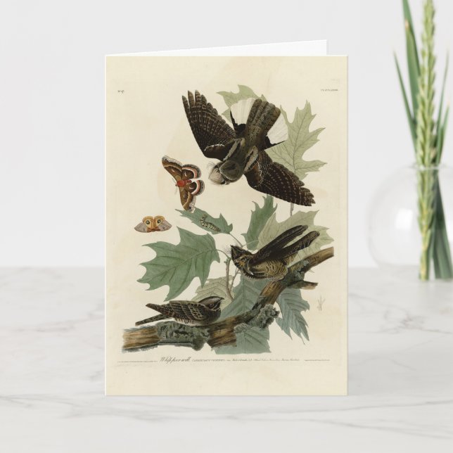 Carte Les oiseaux d'Amérique d'Audubon (Devant)