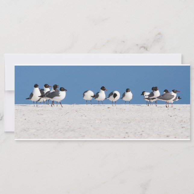 Carte Les oiseaux de plage (Devant)
