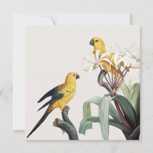 Carte Les perroquets