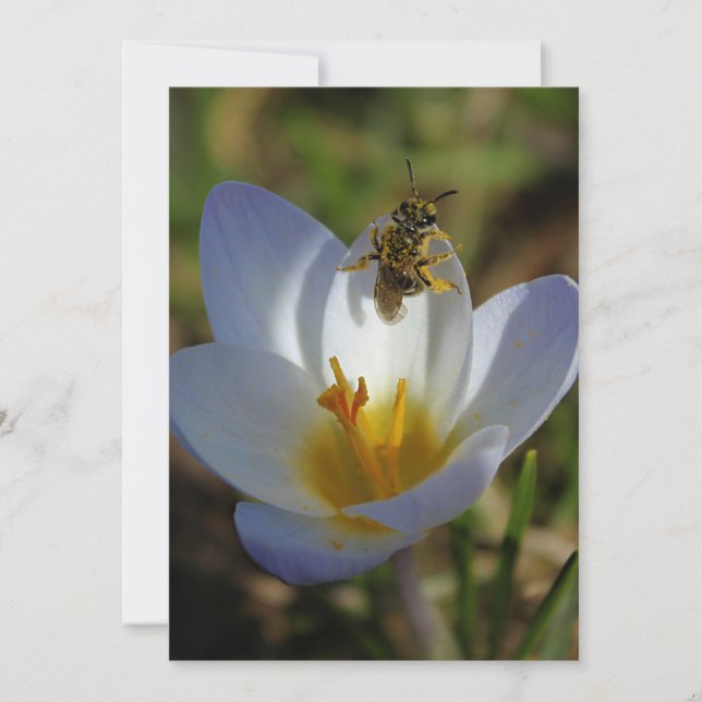 Carte Les premiers signes du printemps (Devant)