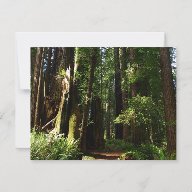 Carte Les séquoias et les fougères du parc national Redw (Devant)