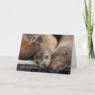 Carte Les trois amis - otaries de la Californie