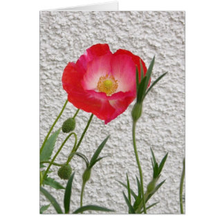 Carte-lettre de pavot