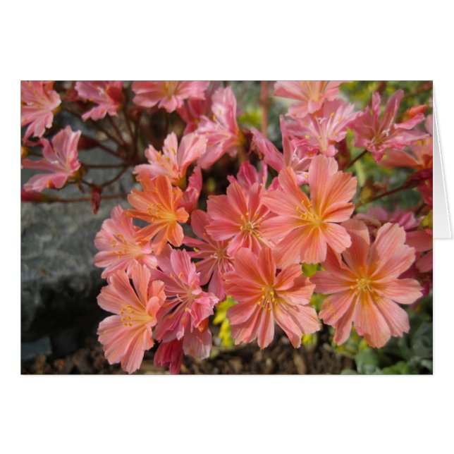Carte Lewisia (Devant horizontal)