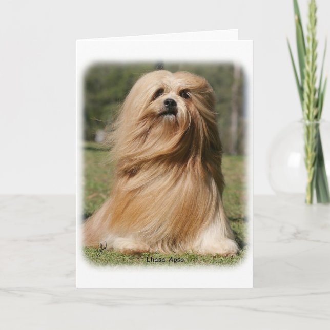 Carte Lhasa Apso 9Y394D-104 (Devant)