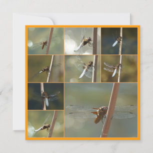 Carte libellule