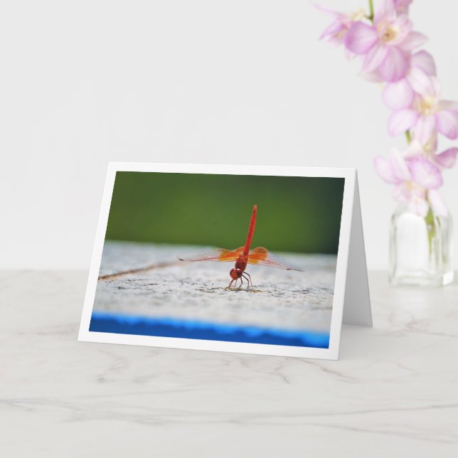 Carte Libellule à ailes orange (Orchidée)