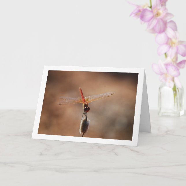 Carte Libellule Trithemis kirbyi (Orchidée)