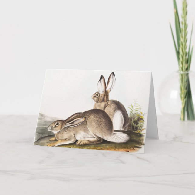 Carte Lièvre des Rocheuses de Townsend (Lepus Townsendii (Devant)