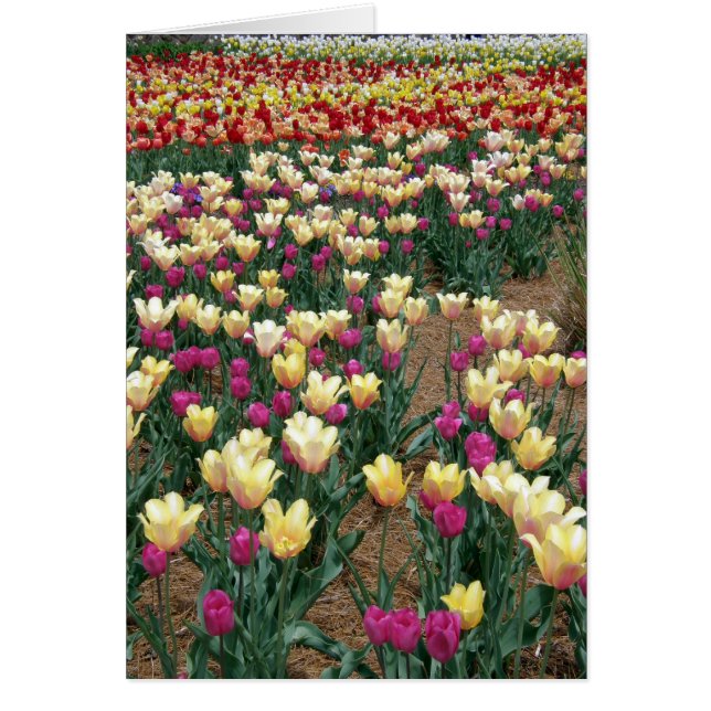 carte - Lignes de tulipes multicolores (Devant)