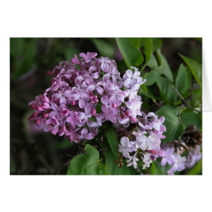 Carte, "LILAC BLOSSOMS"