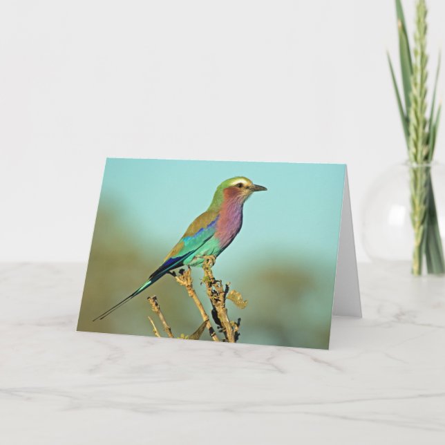 CARTE LILAC BREASÉ ROLLER (Devant)