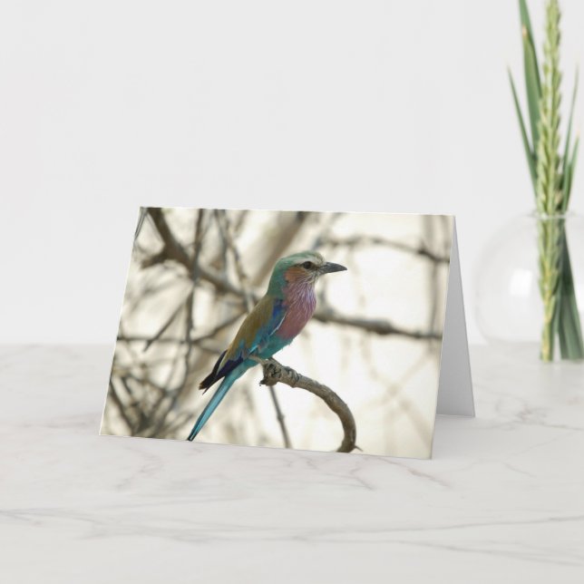 Carte Lilac Breasted Roller (Devant)