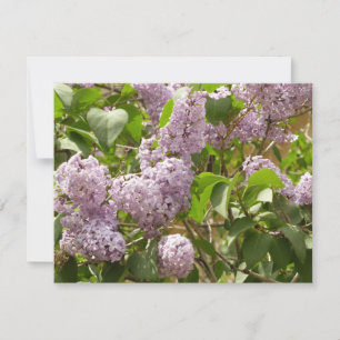 Carte Lilac Bush Belles fleurs de printemps violettes