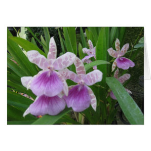 Carte Lilac et Orchidées Blanches