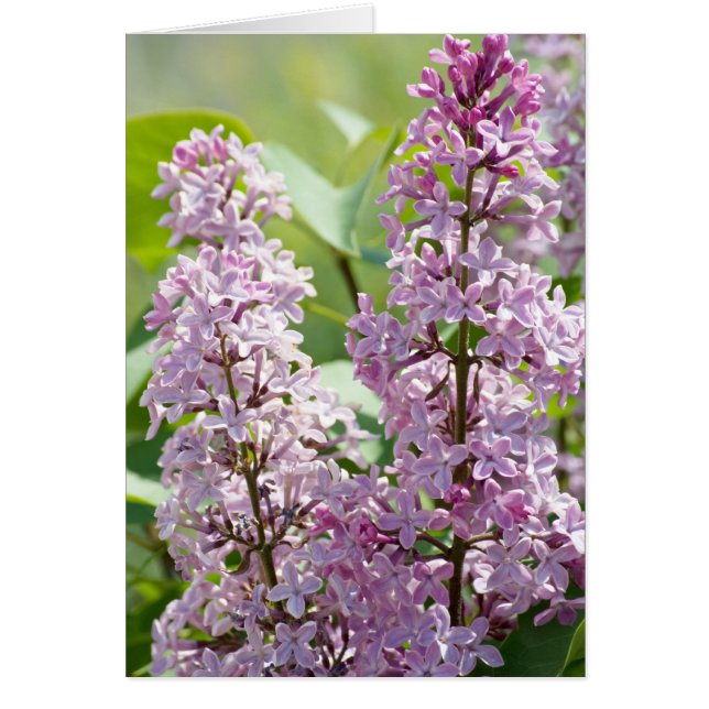 Carte Lilac P5390 (Devant)