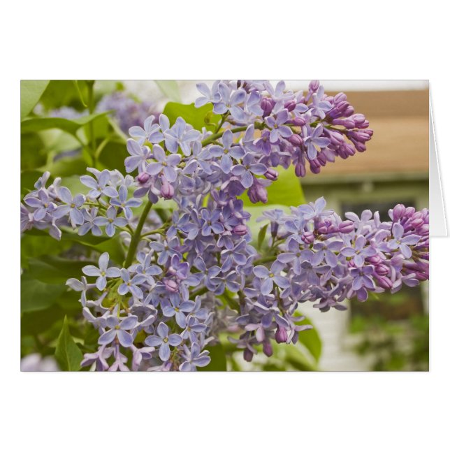 Carte Lilacs (Devant horizontal)
