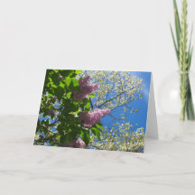 Lilacs et fleurs de cerisiers - Martha's Vineyard