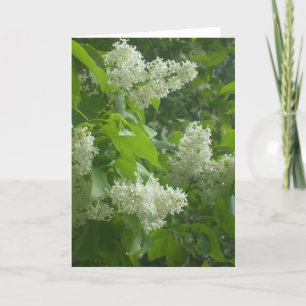 Carte lilas blanche