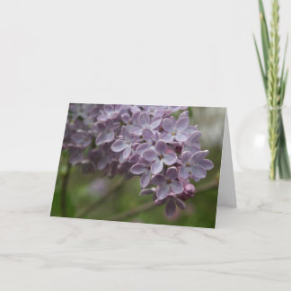 Carte Lilas (Syringa spp.)