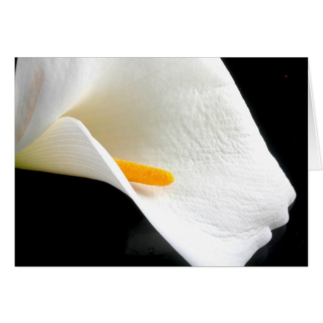 Carte Lily (Devant horizontal)