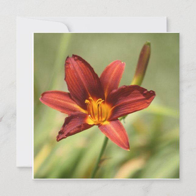 Carte Lily africaine (Devant)
