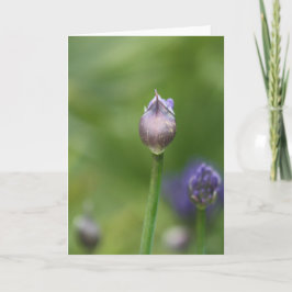 Carte Lily africaine