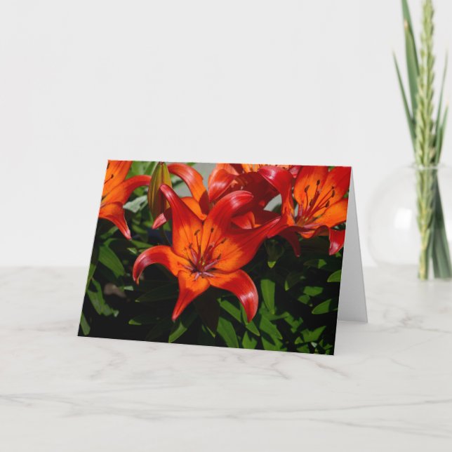 Carte Lily orange rose foncé (Devant)