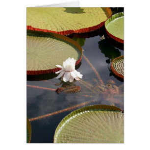 Carte - Lilypads géants & Lily d'eau blanche