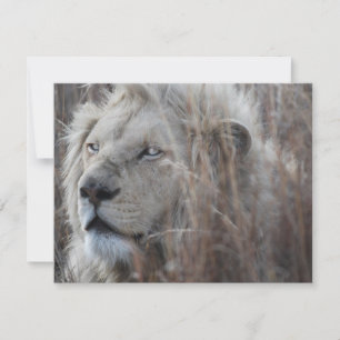 Carte Lion blanc sud-africain proche