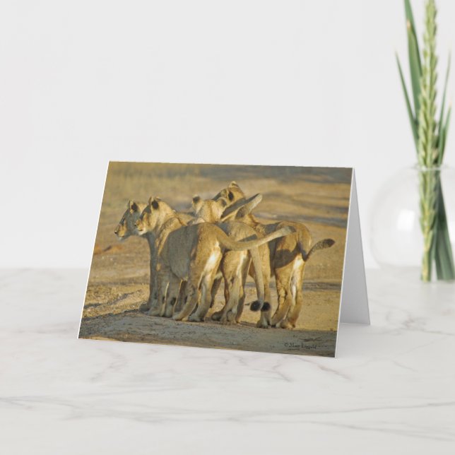 Carte Lion Cubs (Devant)