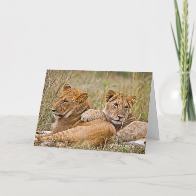 Carte Lion Cubs Lounge (Devant)