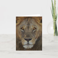 Lion masculin