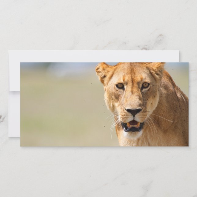 Carte Lioness (Devant)