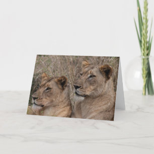 Carte Lionesses d'alerte